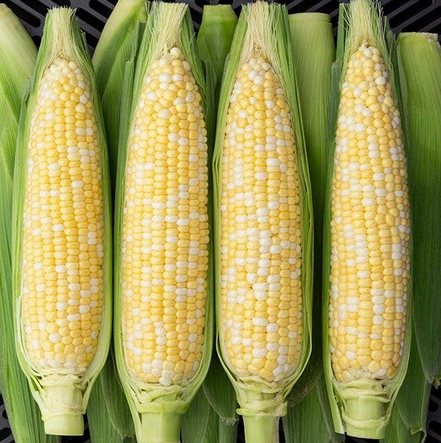 bicolor-sweet-corn-29