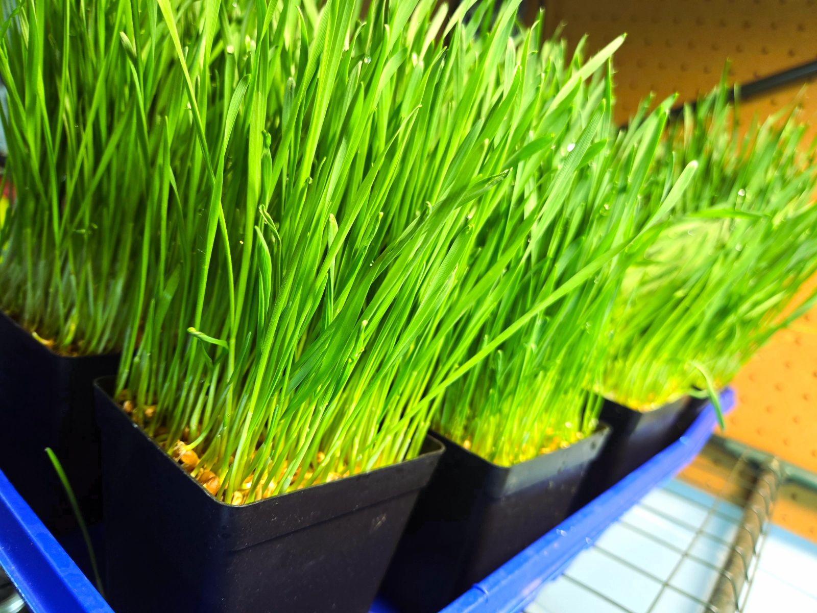 wheatgrass-for-catsdogspeople
