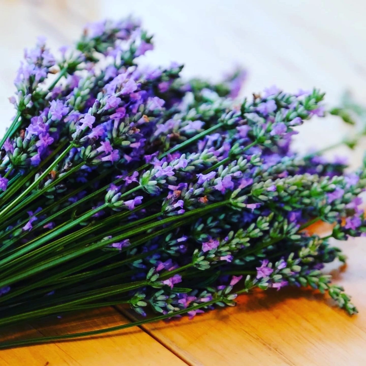 lavender-bunch-3