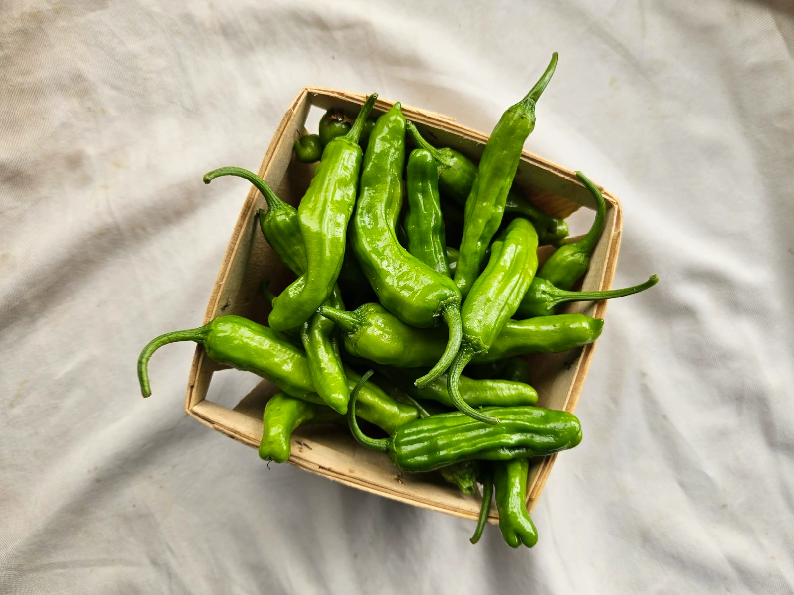 shishito-peppers-pint-3