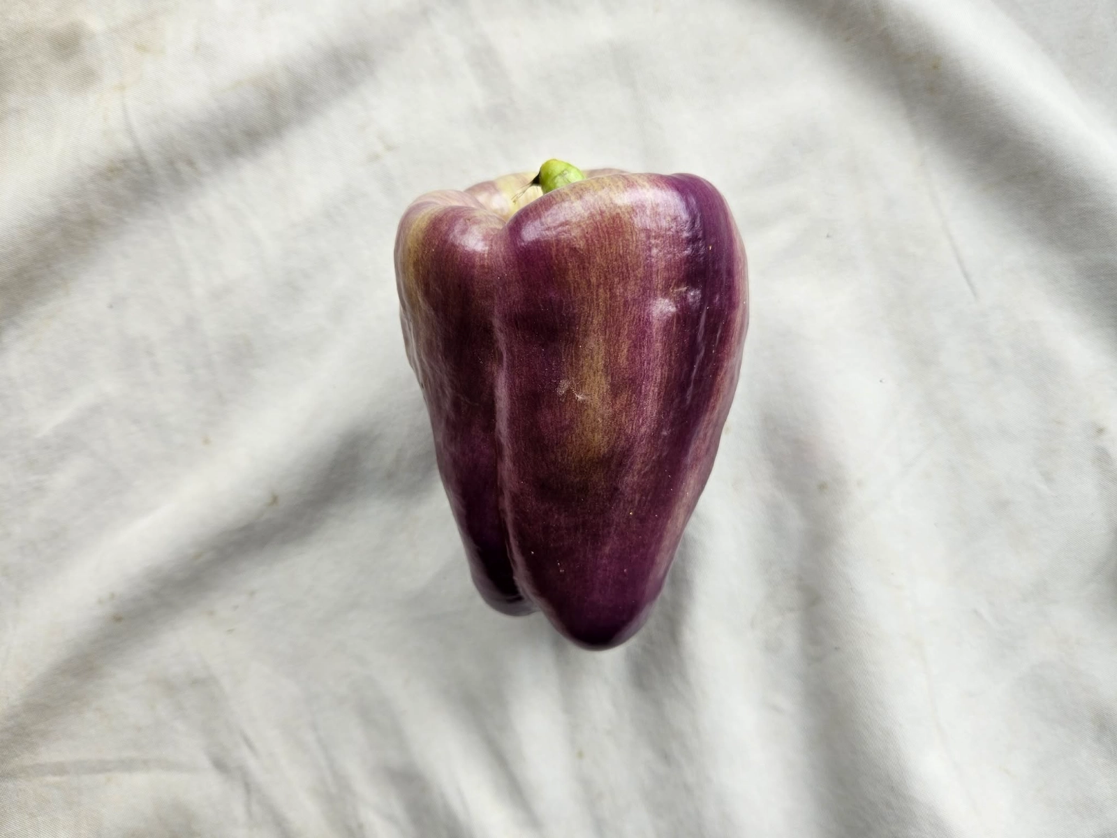 purple-bell-pepper-1-count