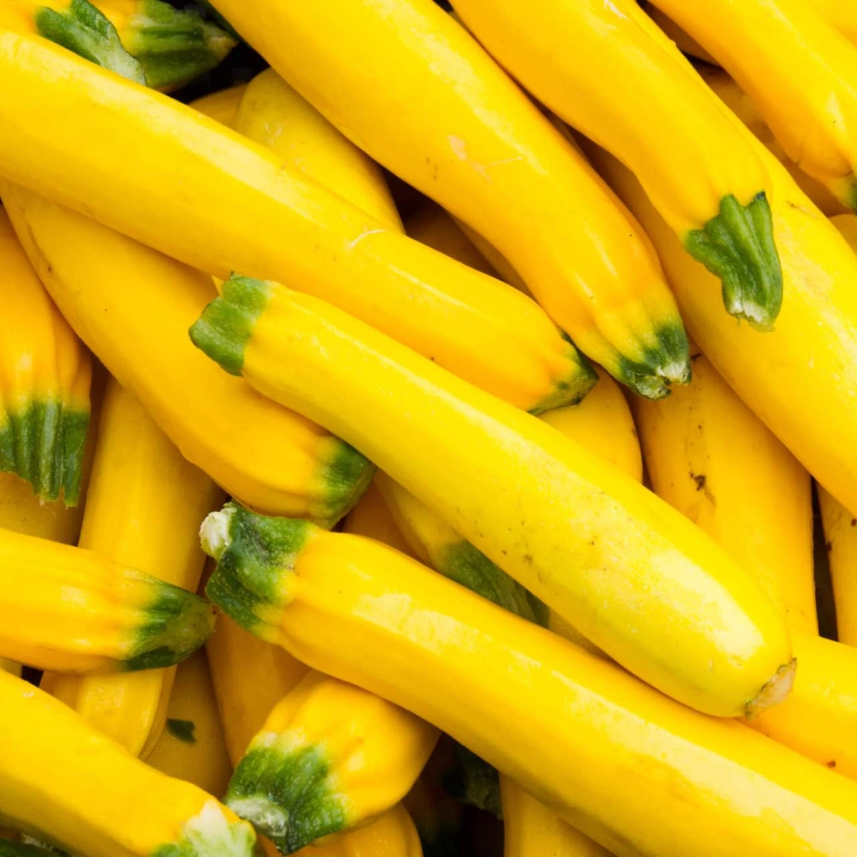 yellow-zucchini-1-lb