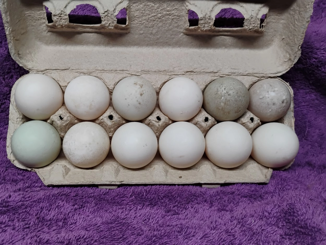 free-range-duck-eggs-10