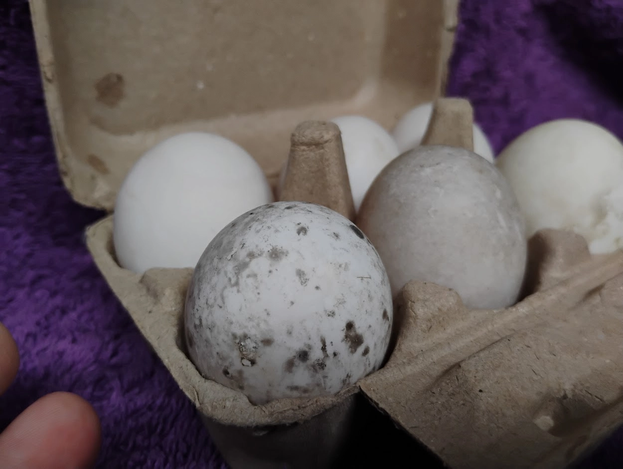 half-dozen-6-free-range-rare-breed-duck-large-eggs