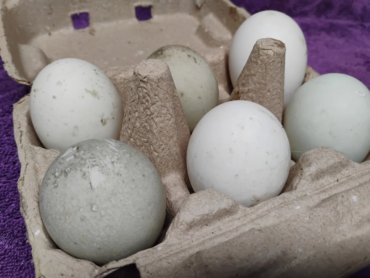 half-dozen-6-free-range-rare-breed-duck-jumbo-eggs