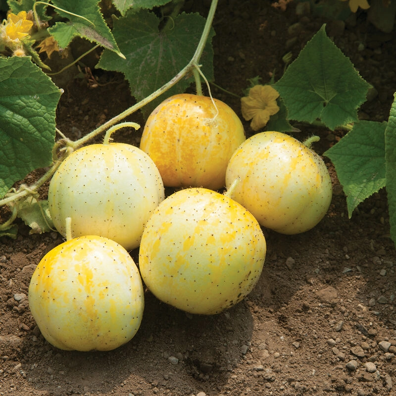 cucumber-lemon-certified-organic