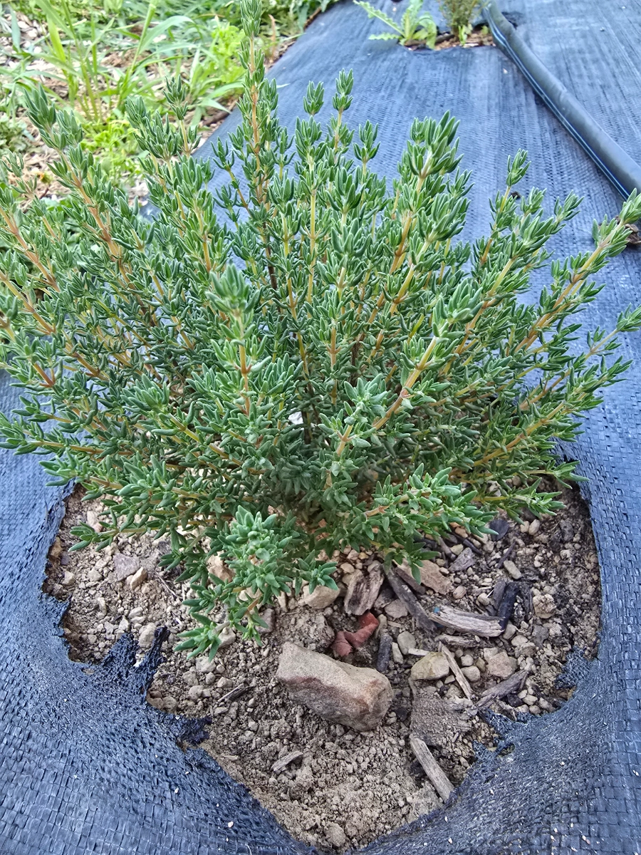 fresh-orangelo-thyme