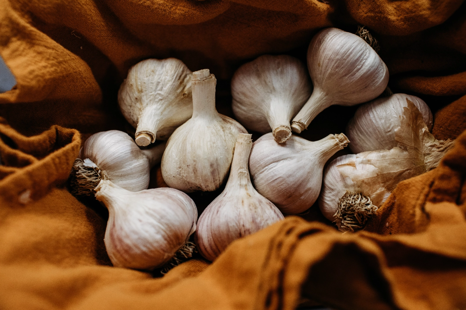 garlic-table-certified-organic-1-bulb