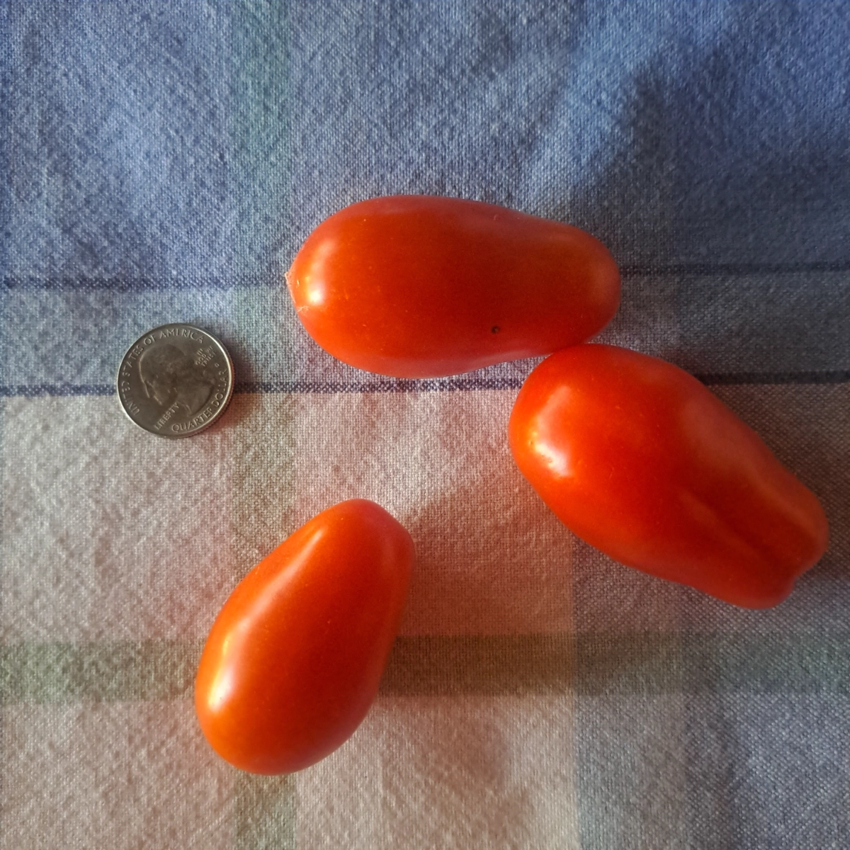 san-marzano-roma-tomatoes