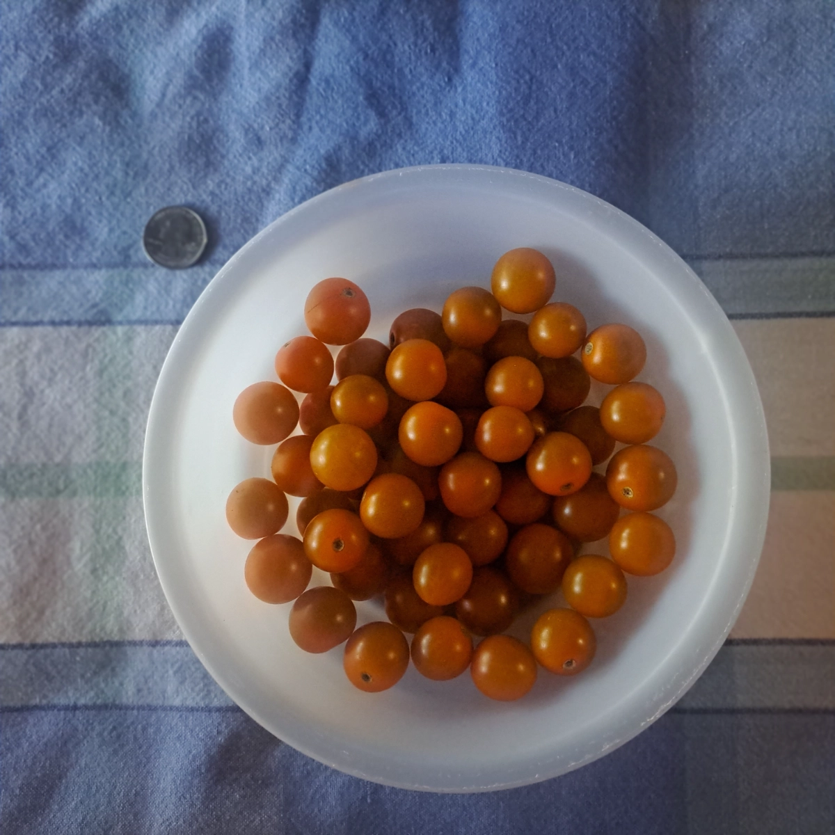 sun-gold-cherry-tomatoes-
