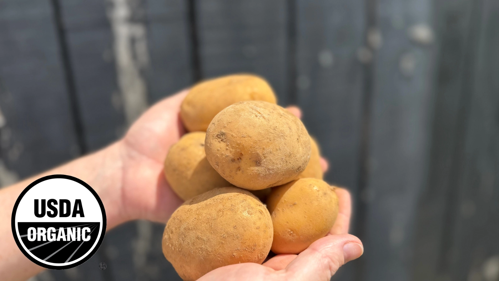 gold-potatoes-3lb-certified-organic