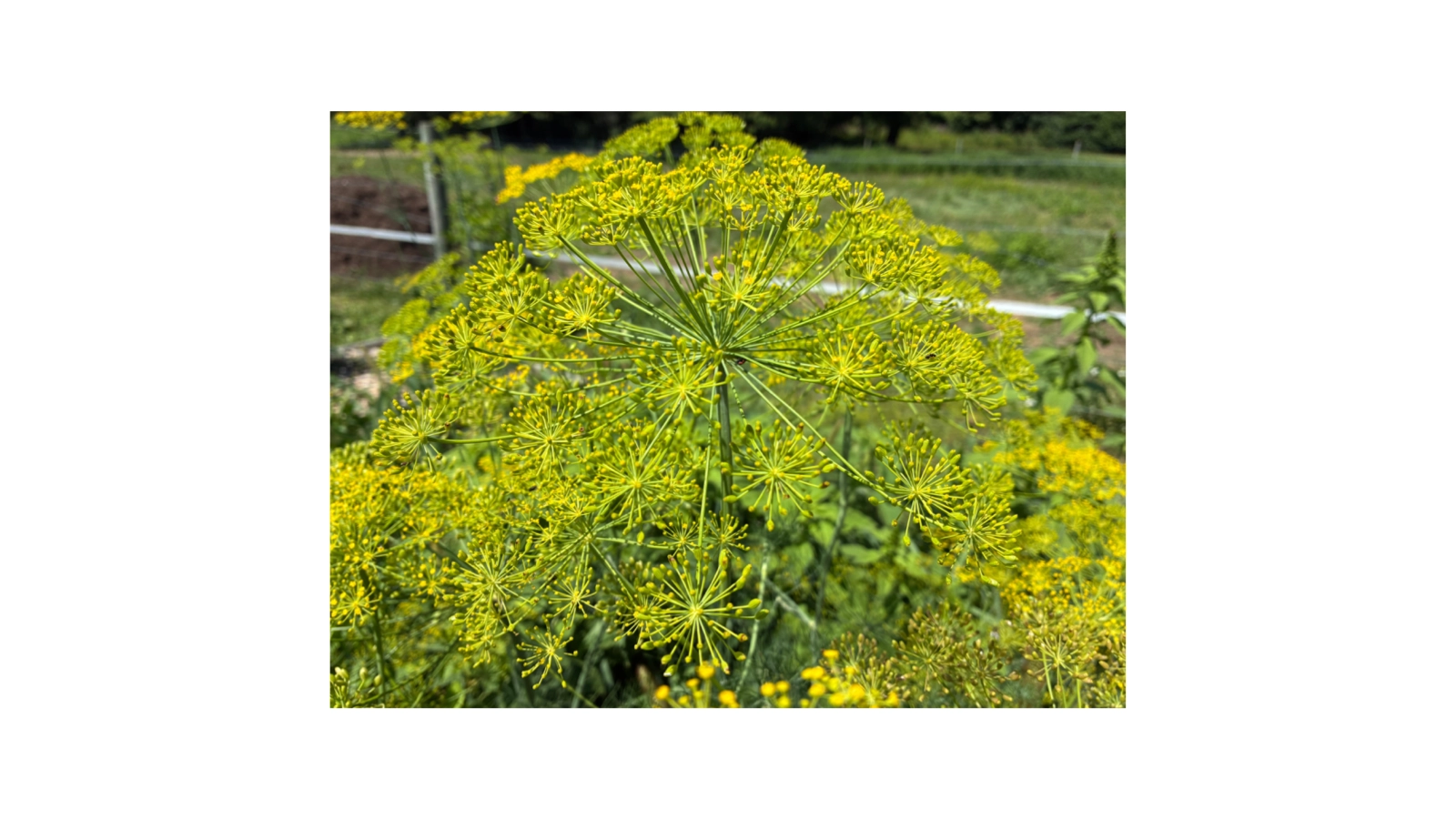fresh-dill-no-chemicals