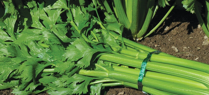celery-baby-bunch-certified-organic-12-lb