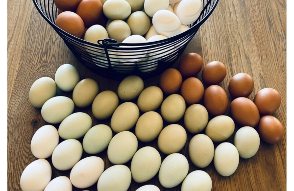 pasture-raised-eggs-20
