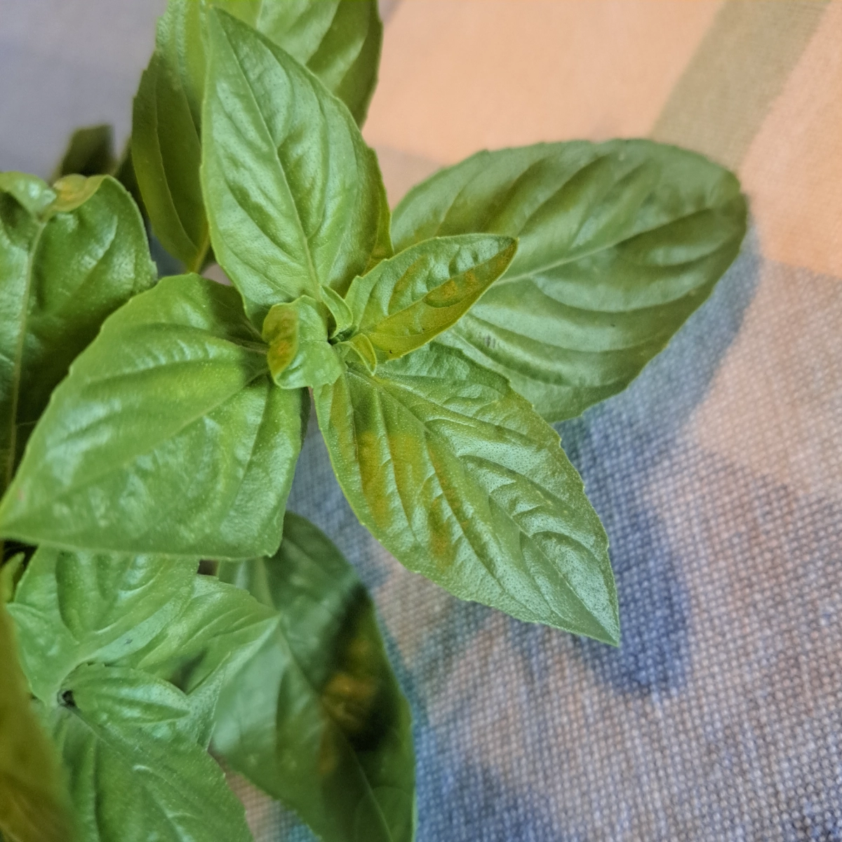 lemon-basil-34