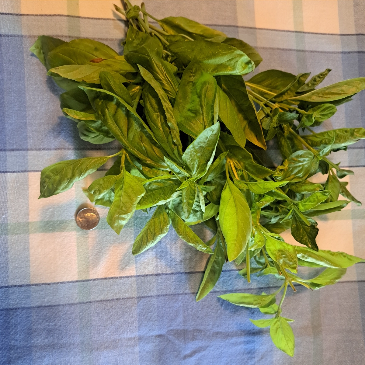 genovese-basil-34
