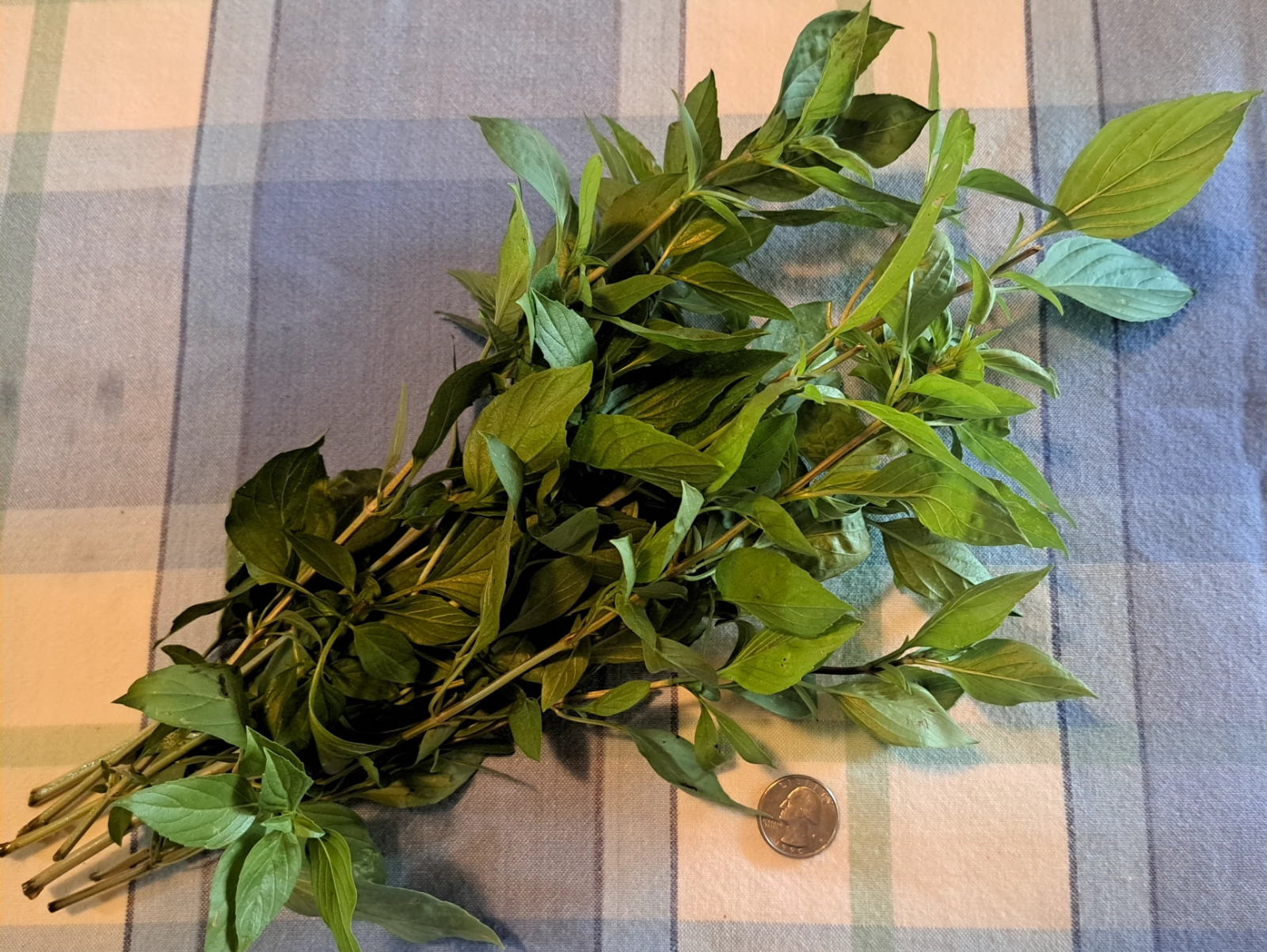 sweet-thai-basil-6