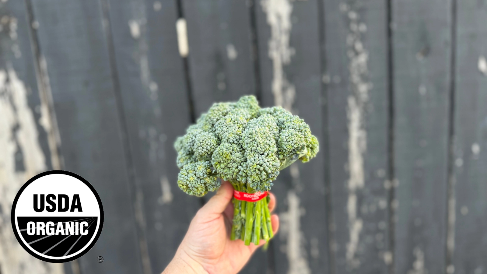 broccolini-1-bunch-certified-organic