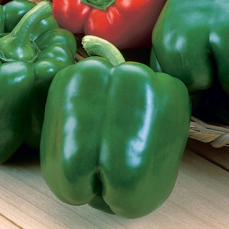 peppers-green-bell-certified-organic-each