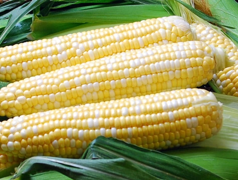 bicolor-sweet-corn-27
