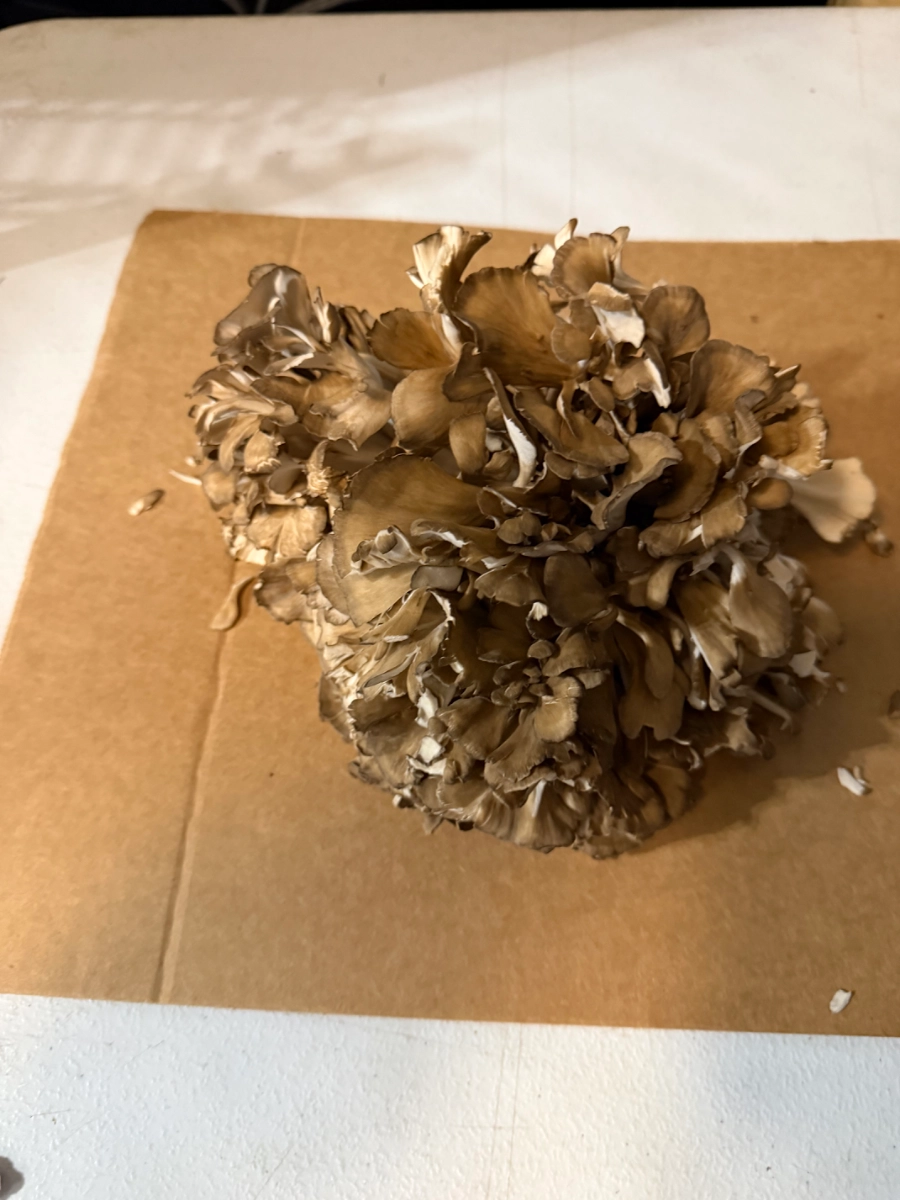maitake-12lb