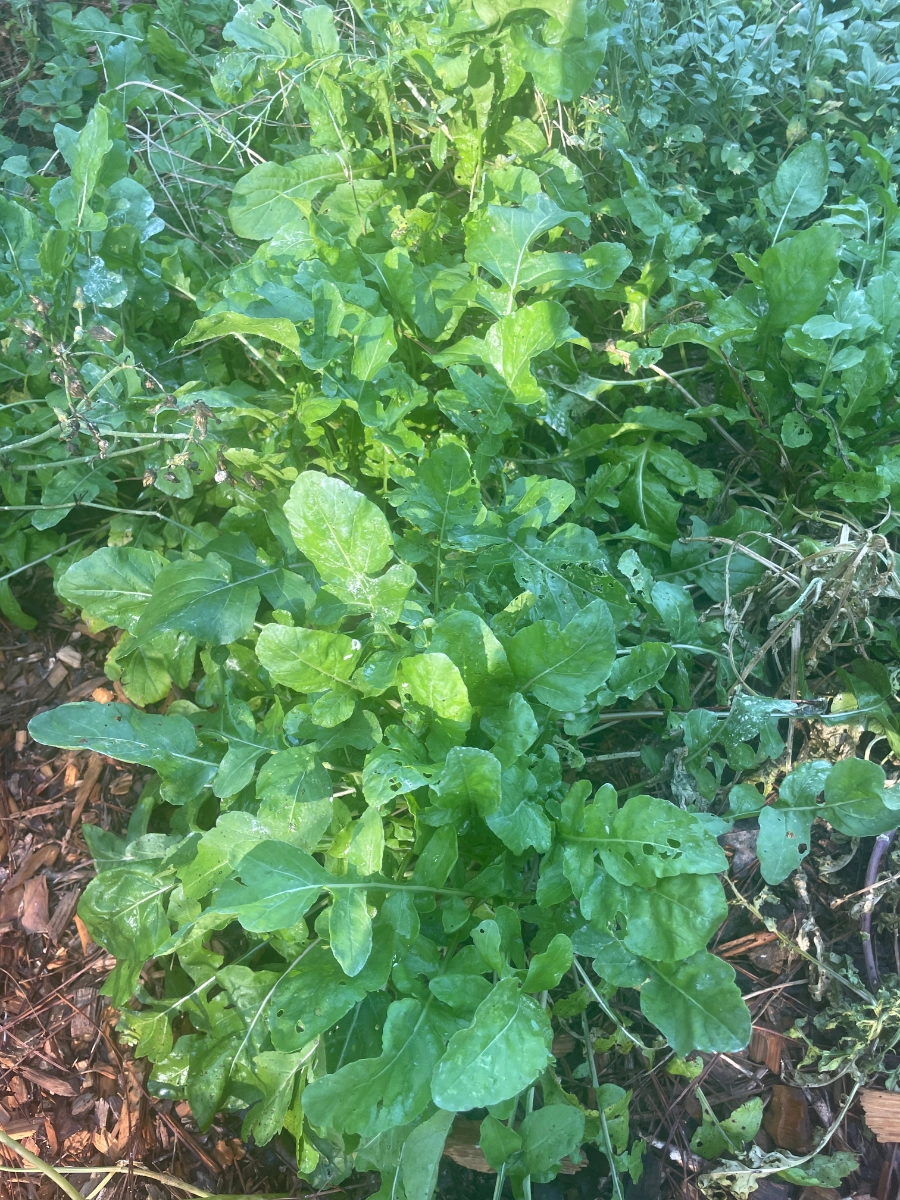 her-name-is-arugula