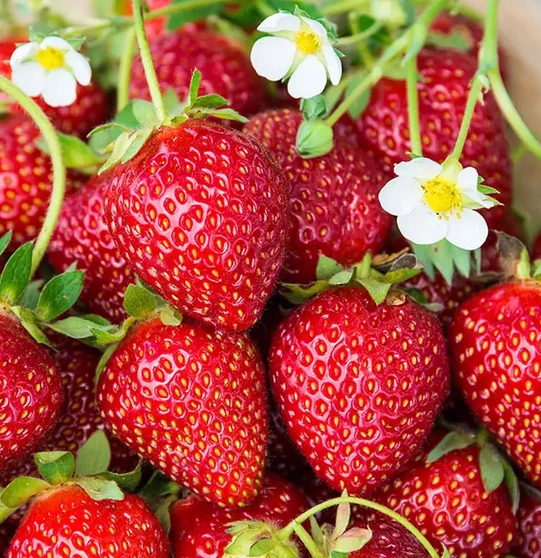 everbearing-strawberries-1-pint