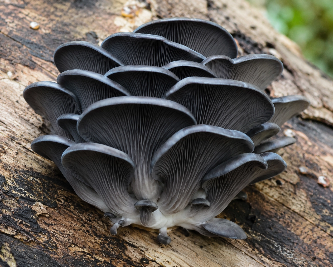 black-oyster-mushroom-65oz-punnet