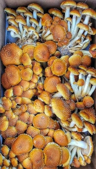 chestnut-mushroom-65oz-punnet