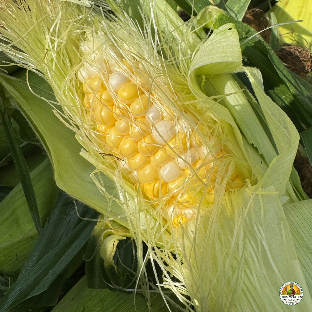 bicolor-sweet-corn-31