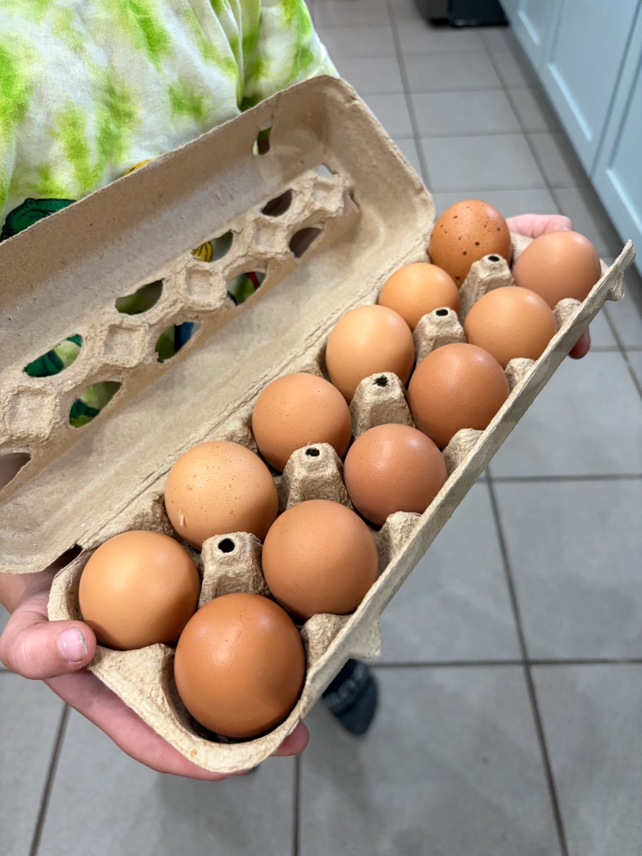 pasture-raised-chicken-eggs-1-dozen