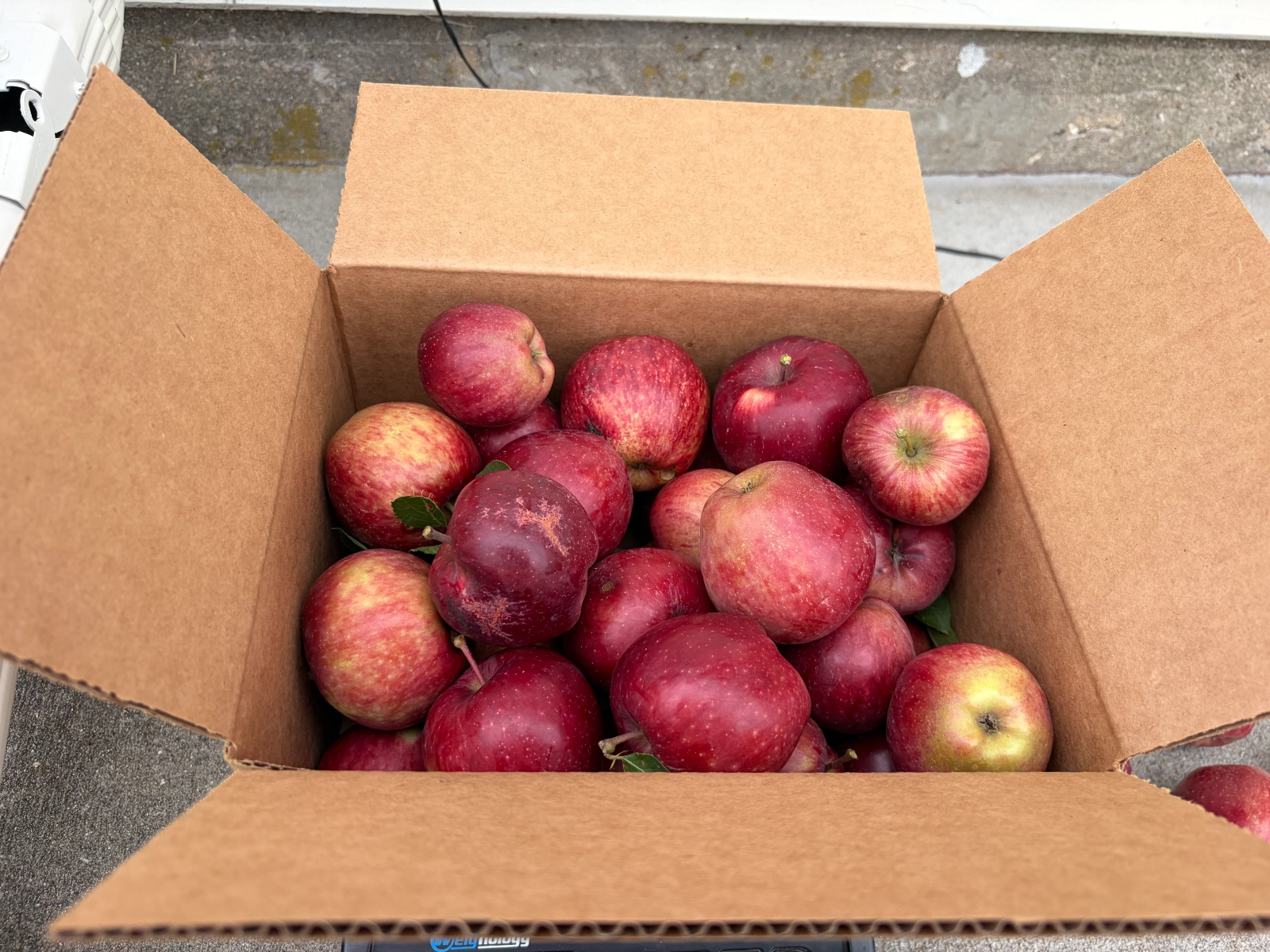 red-apples-7lbs-great-for-baking