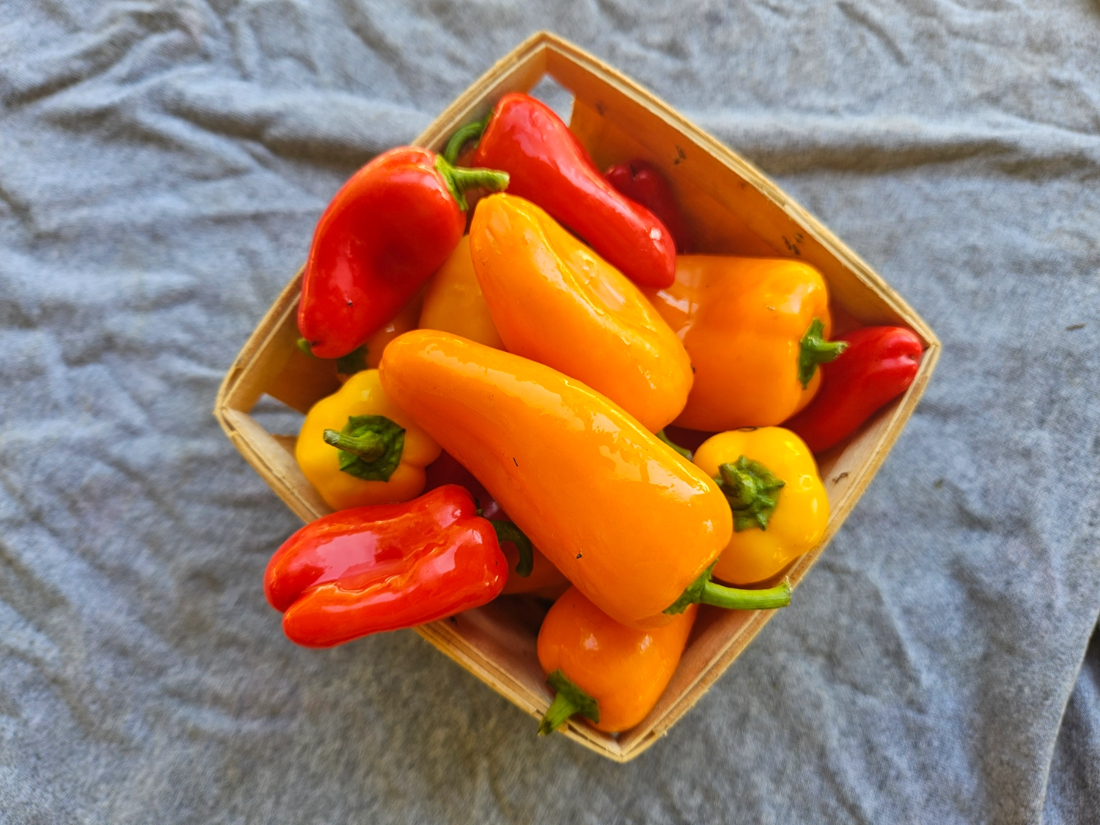 mixed-color-mini-sweet-snack-peppers-1-pint
