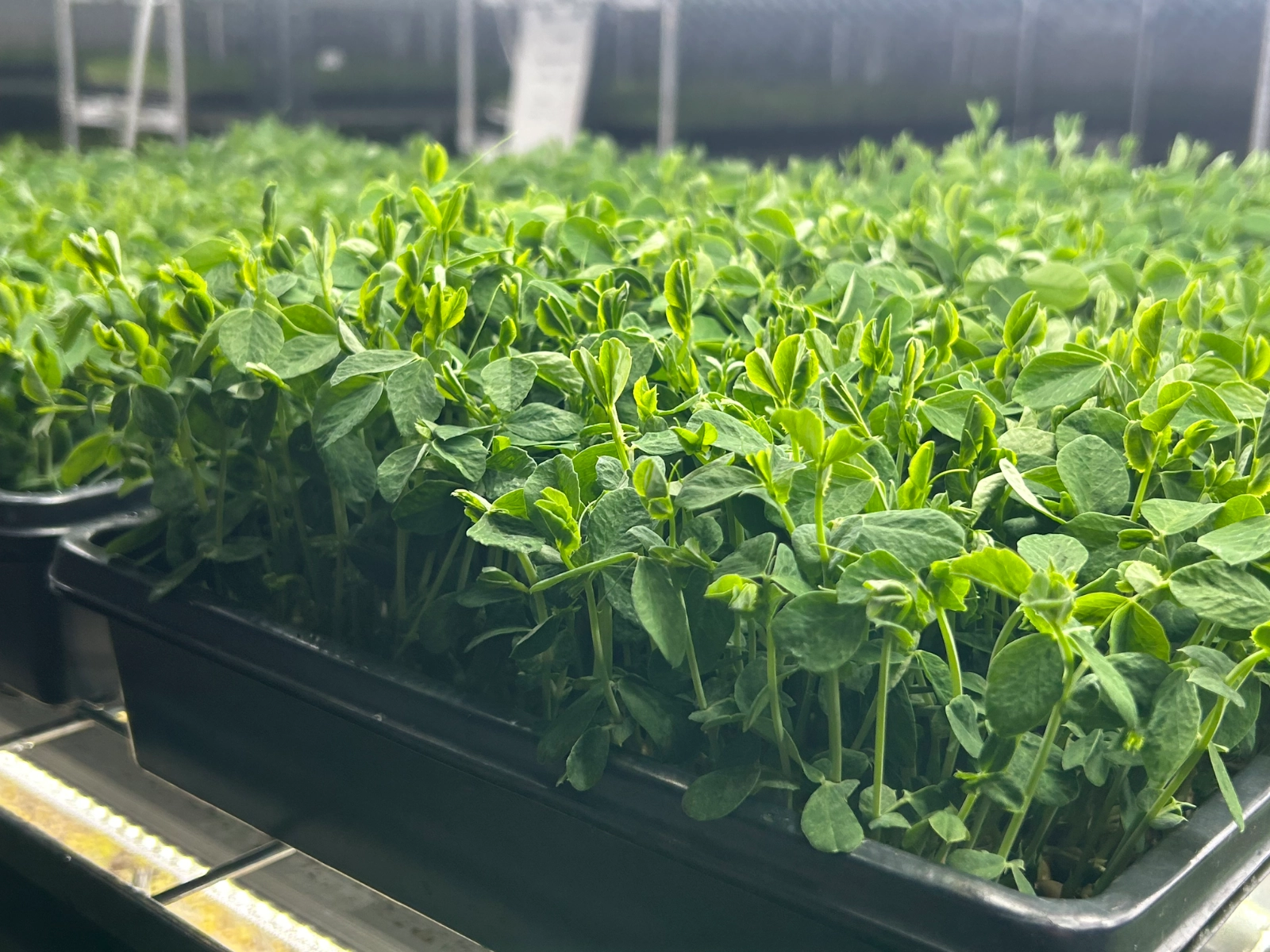 speckled-pea-shoots-12