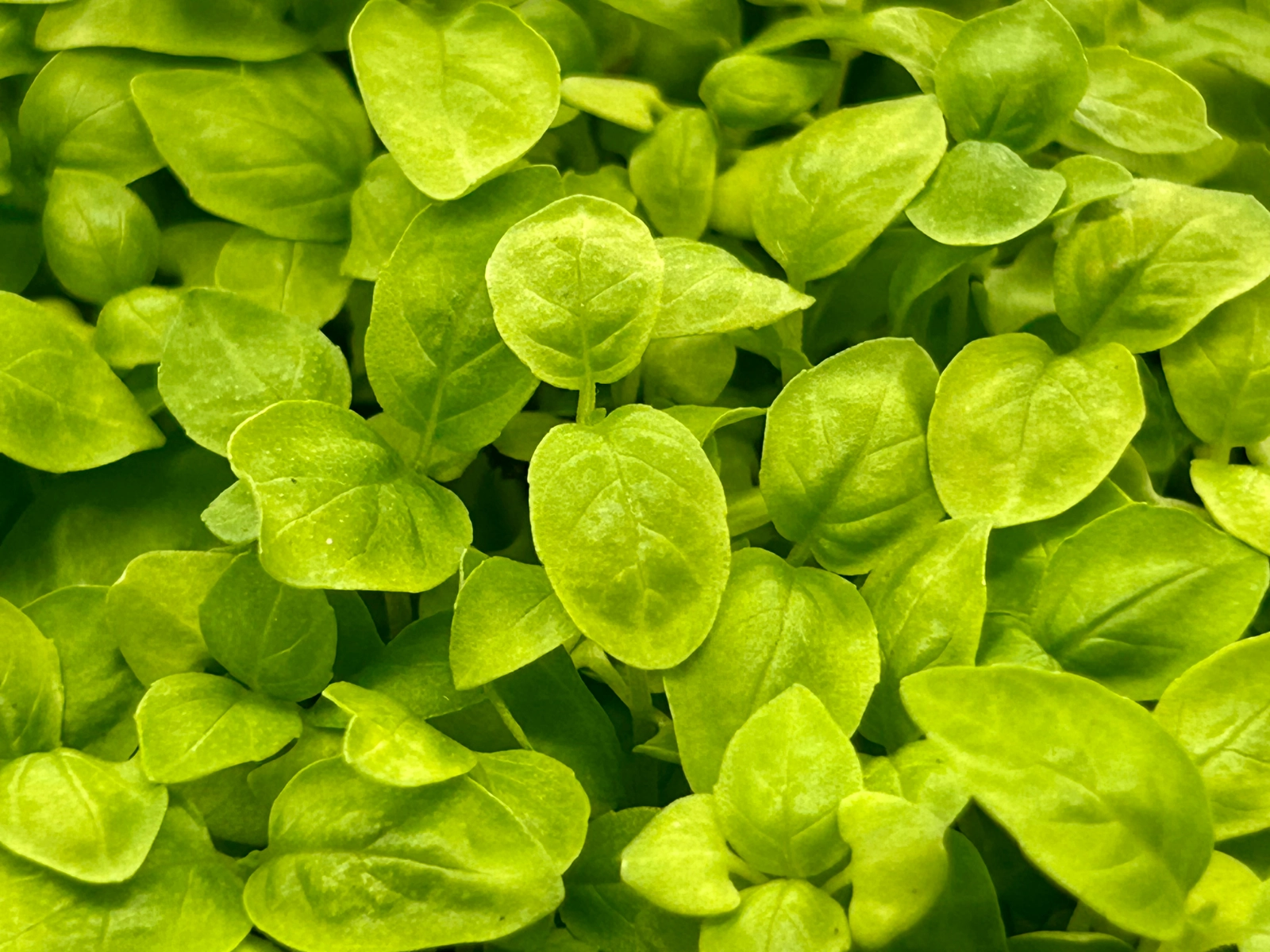 genovese-basil-