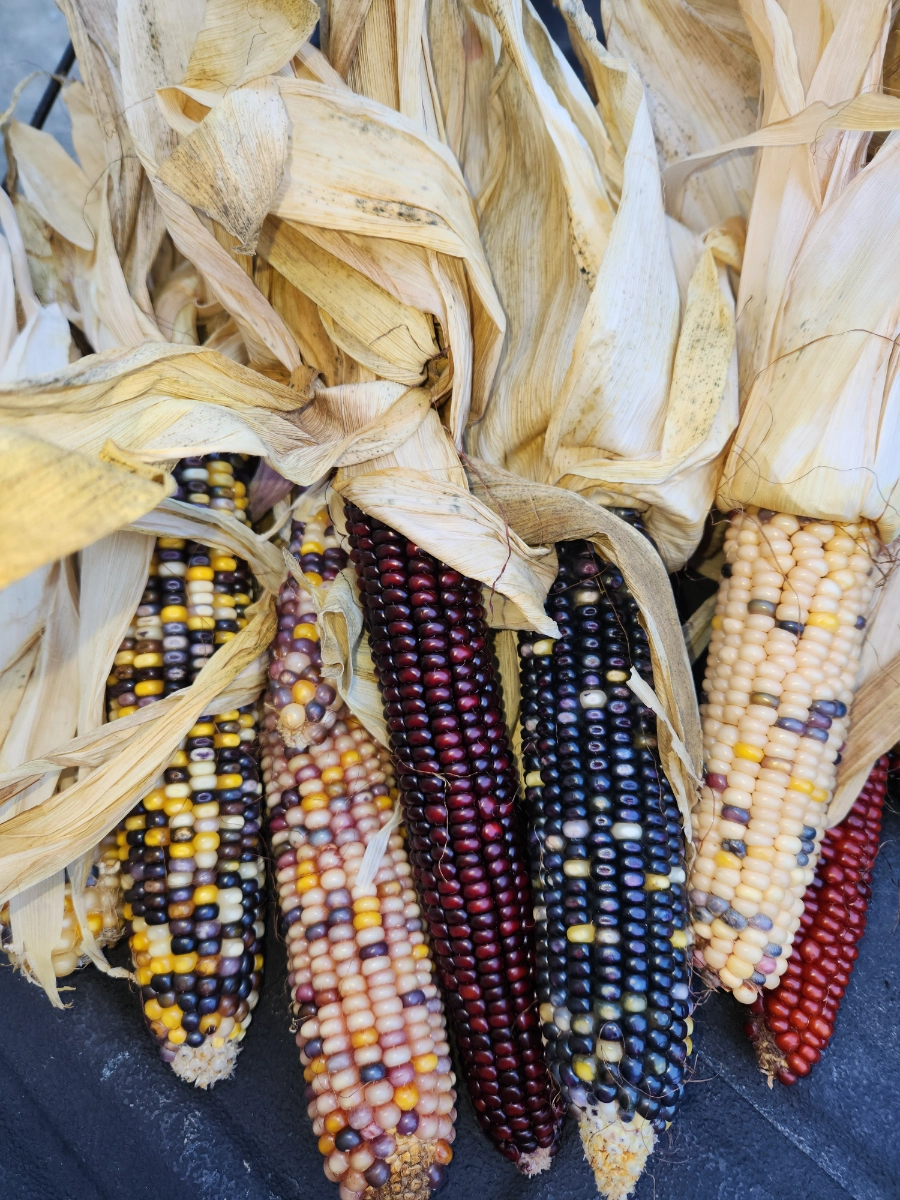 decorative-jewel-corn-3-ears