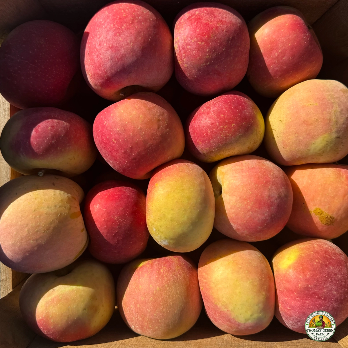 fuji-apples--3