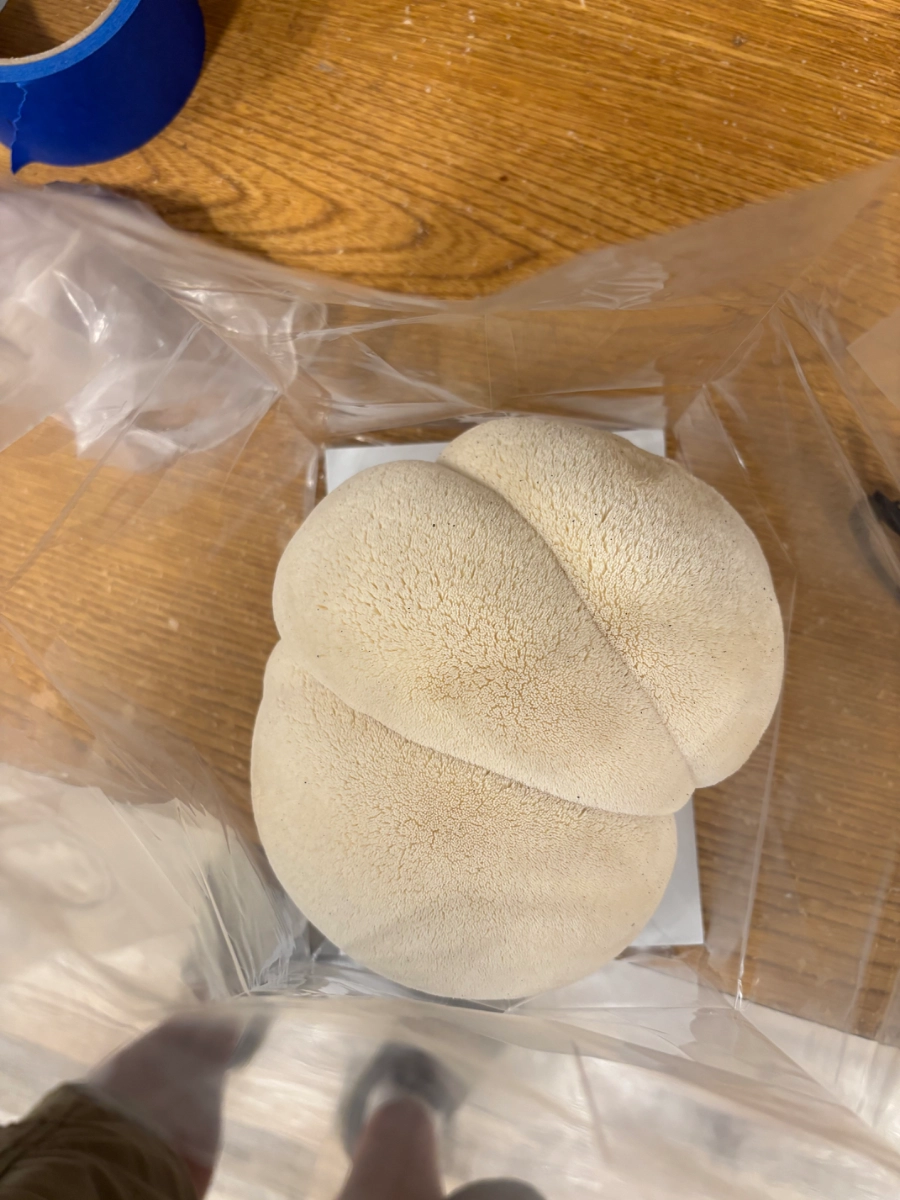 lionsmane-mushrooms-pick-size-