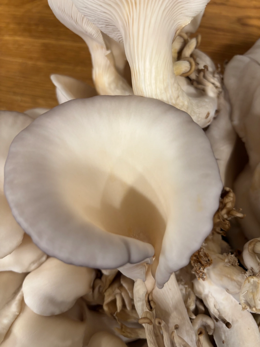 blue-oyster-mushrooms-54
