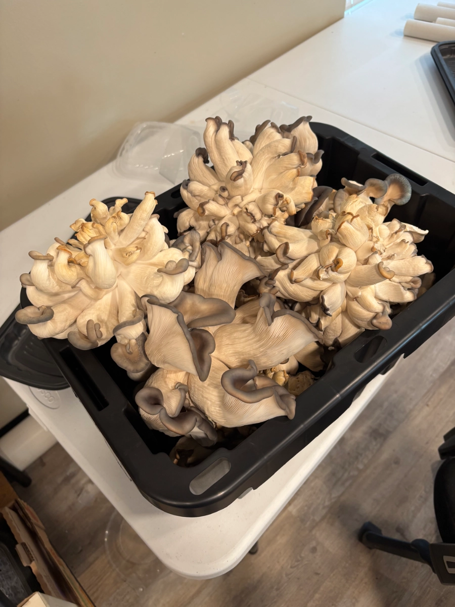 white-oyster-mushrooms-5