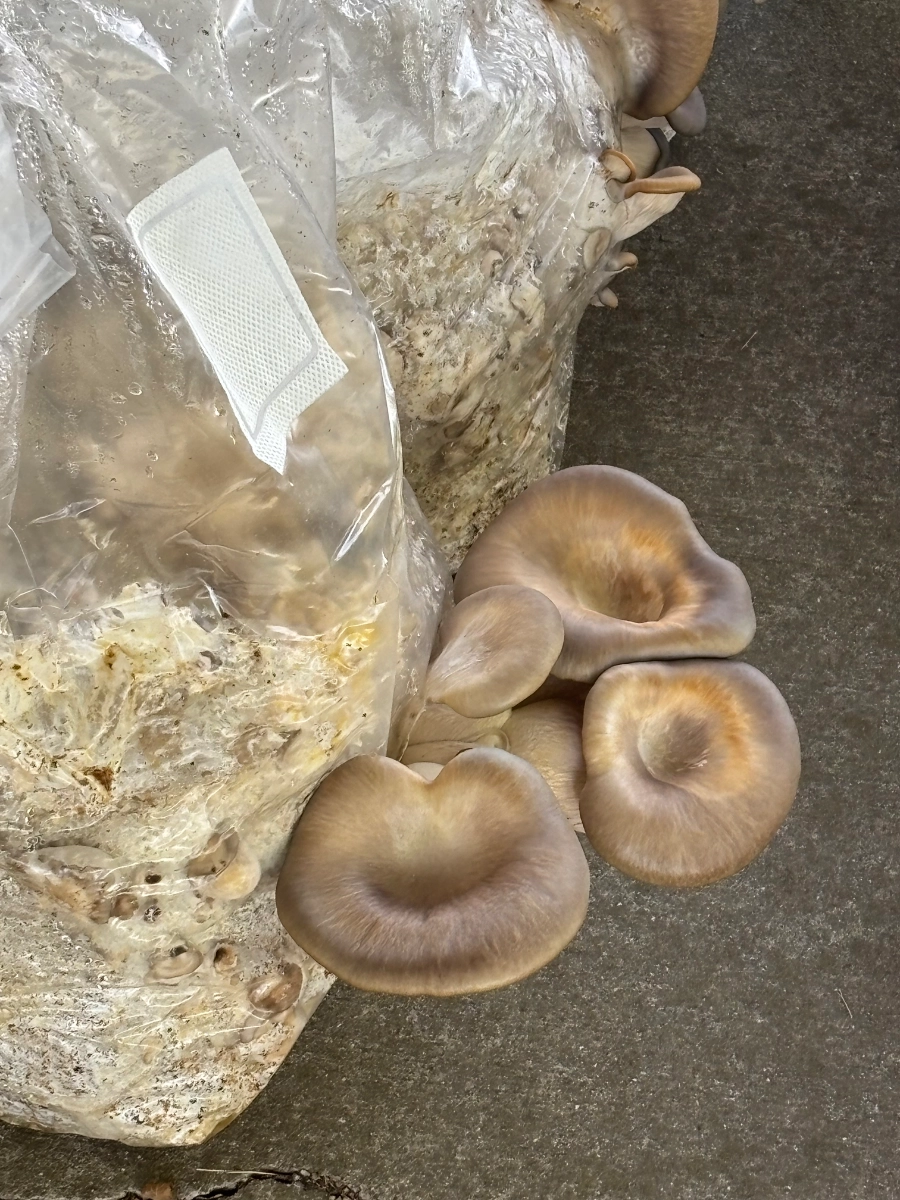 grey-oyster-mushrooms-6