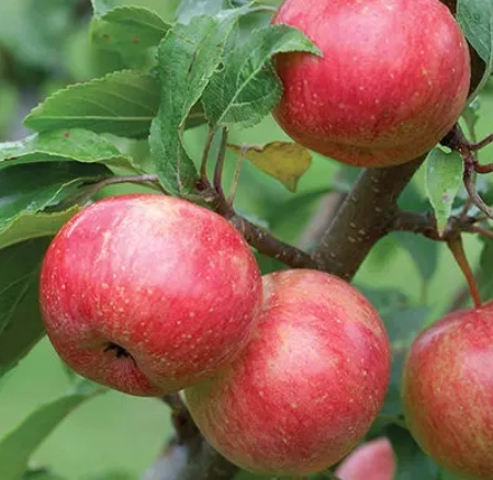 triumph-apples-2-lbs