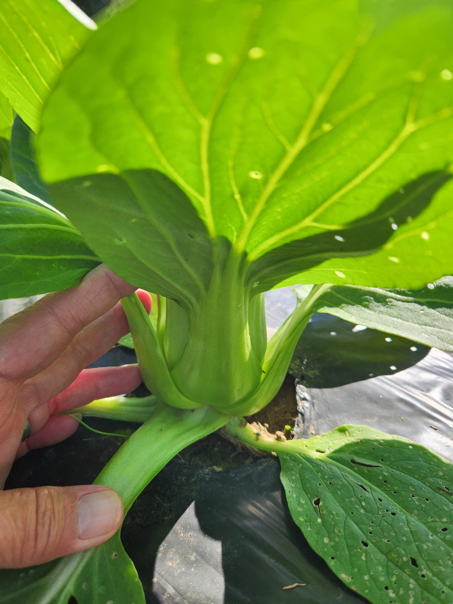 bok-choi-mini-qty-2