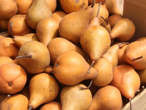 bosc-pears-2-lbs-3
